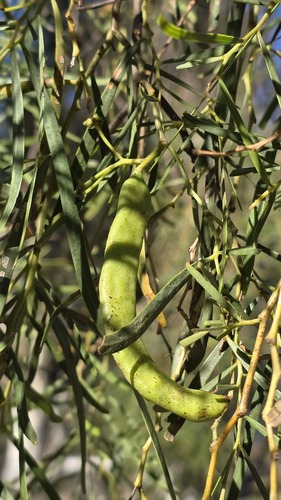 Acacia salicina