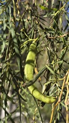 Acacia salicina