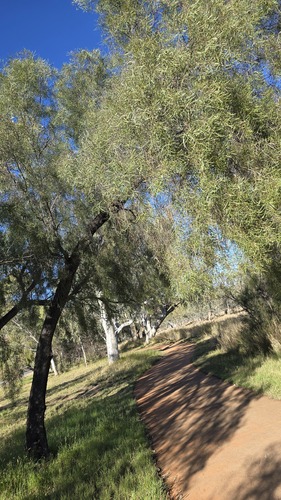 Acacia salicina, photograph 4