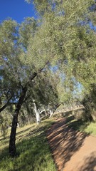 Acacia salicina, photograph (c) Petra Holland, some rights reserved (CC BY)