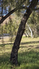 Acacia salicina, photograph (c) Petra Holland, some rights reserved (CC BY)