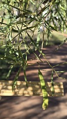 Acacia salicina, photograph (c) Petra Holland, some rights reserved (CC BY)