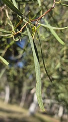 Acacia salicina, photograph (c) Petra Holland, some rights reserved (CC BY)