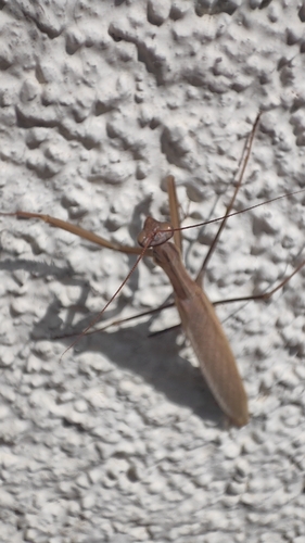 European Mantis