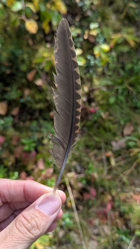 Eurasian Woodcock