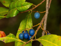 Elaeocarpus reticulatus