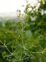 Galium glaucum