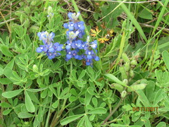 Lupinus subcarnosus