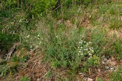 Galium glaucum