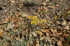 Odontarrhena tortuosa