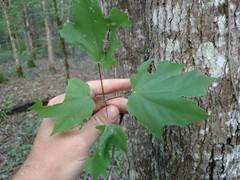 Acer rubrum drummondii