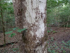 Acer rubrum drummondii