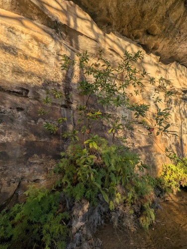 Elaeocarpus reticulatus, photograph 1