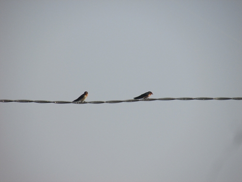 Pacific Swallow