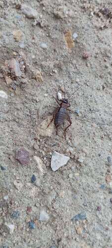 Wood Cricket