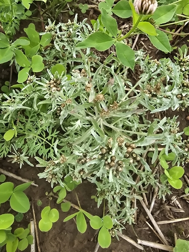 marsh cudweed