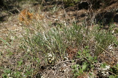 Convolvulus holosericeus