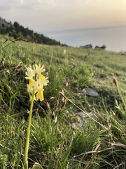 Orchis pauciflora