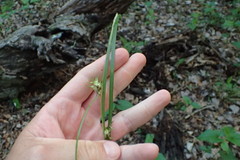 Carex louisianica