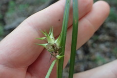 Carex louisianica