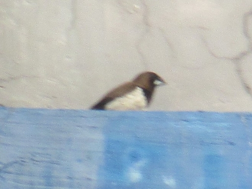 Javan Munia