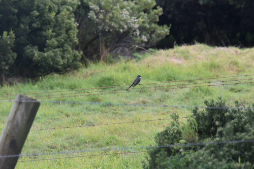 Grey Fantail