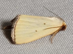 Marimatha nigrofimbria