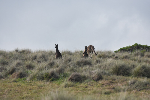 Eastern Grey Kangaroo