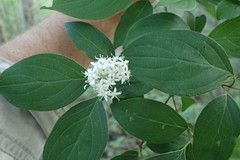 Cornus foemina