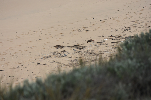 Hooded Plover