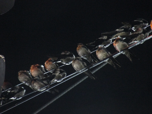 Barn Swallow