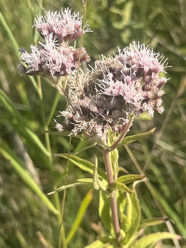 hemp agrimony
