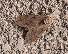 Ceratomia undulosa