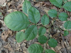 Fraxinus caroliniana