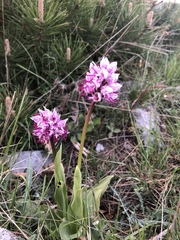 Orchis simia simia