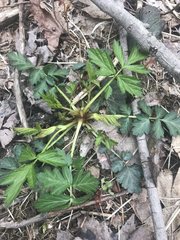 Geum vernum