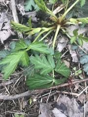 Geum vernum