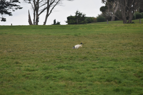 Australian Ibis