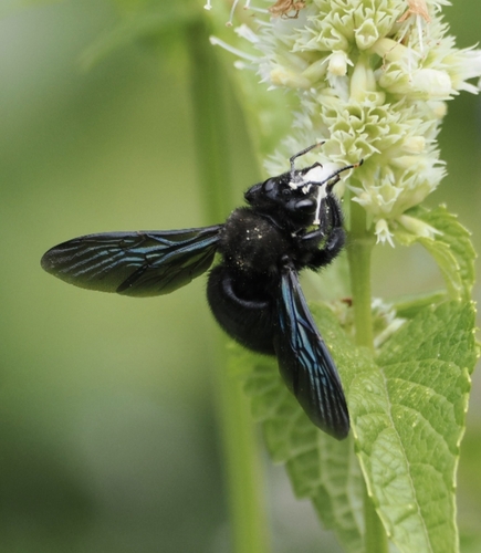 Violet Carpenter Bee