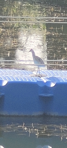 Squacco Heron