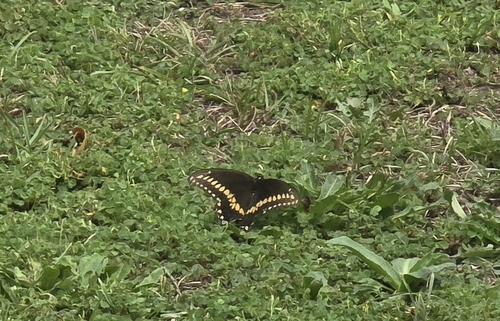 Eastern Black Swallowtail