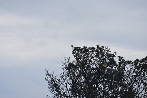 New Holland Honeyeater
