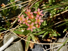 Collomia biflora