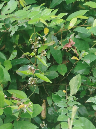 Ichnocarpus frutescens, photograph 4