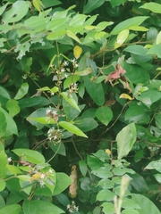 Ichnocarpus frutescens, photograph (c) Paulmathi Vinod, some rights reserved (CC BY)