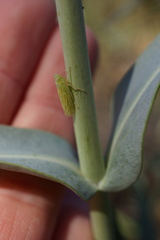 Pagaronia confusa