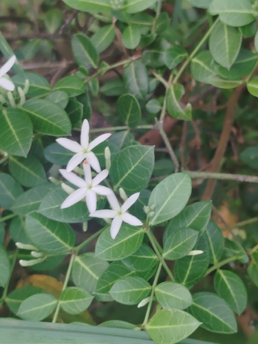 Carissa spinarum, photograph 6
