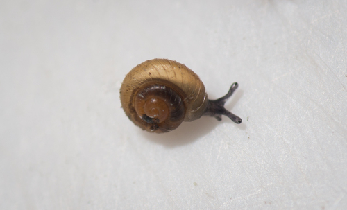 Paralaoma servilis observed 2026-08-26