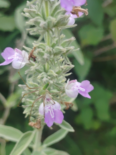 Anisomeles malabarica
