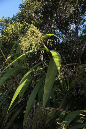 Joinvillea plicata observed 2026-07-02